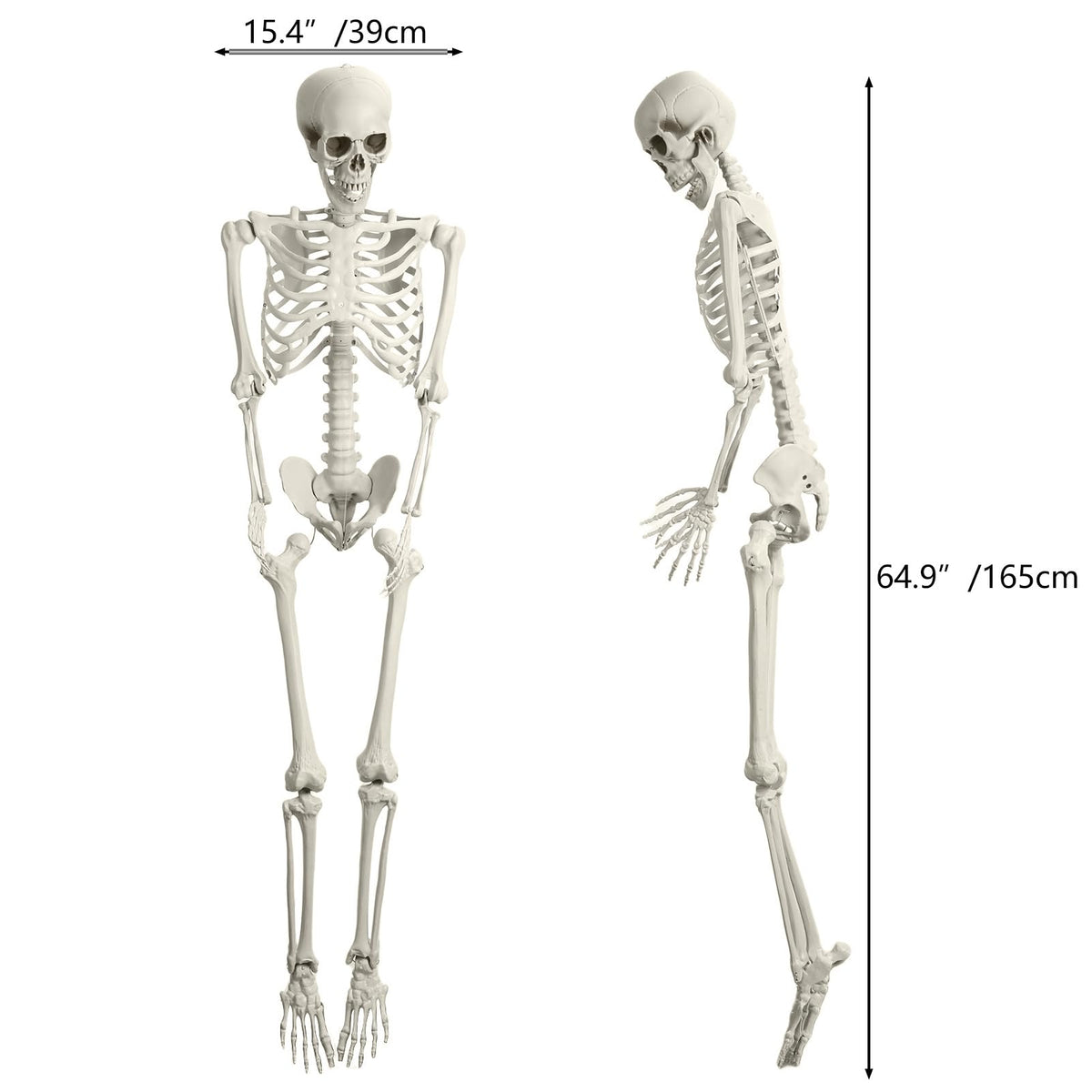 Life Size Poseable Skeleton I9345