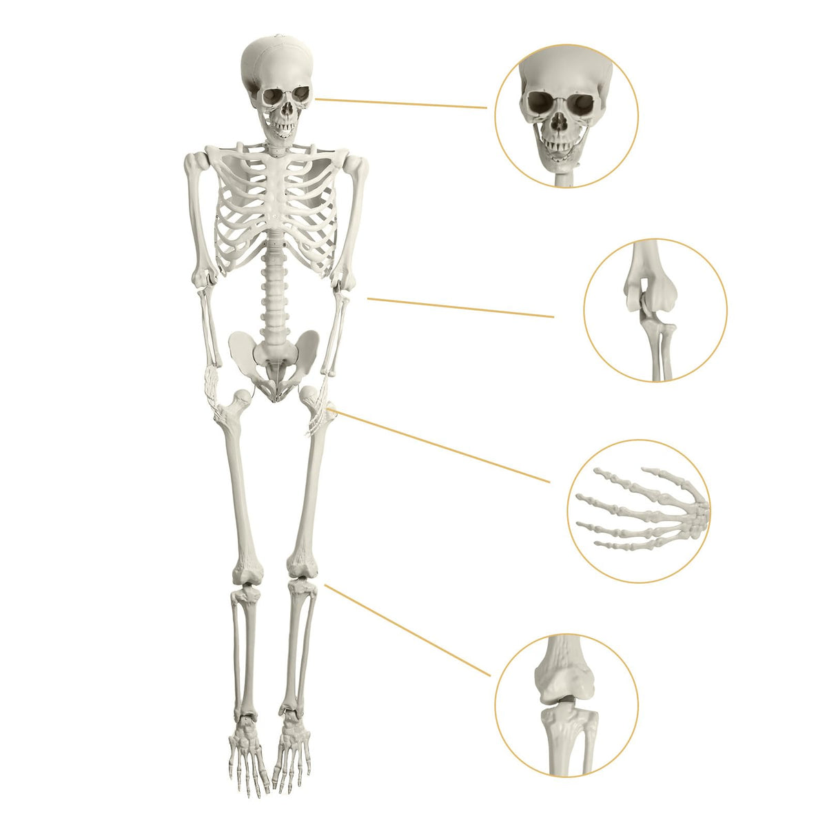 Life Size Poseable Skeleton I9345