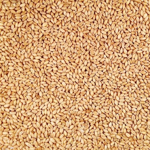 Organic Hard White Winter Wheat 25 lb Bag N20413