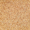 Organic Hard White Winter Wheat 25 lb Bag N20413